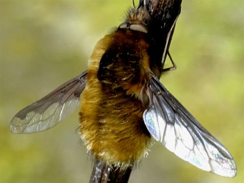 Bombylius major